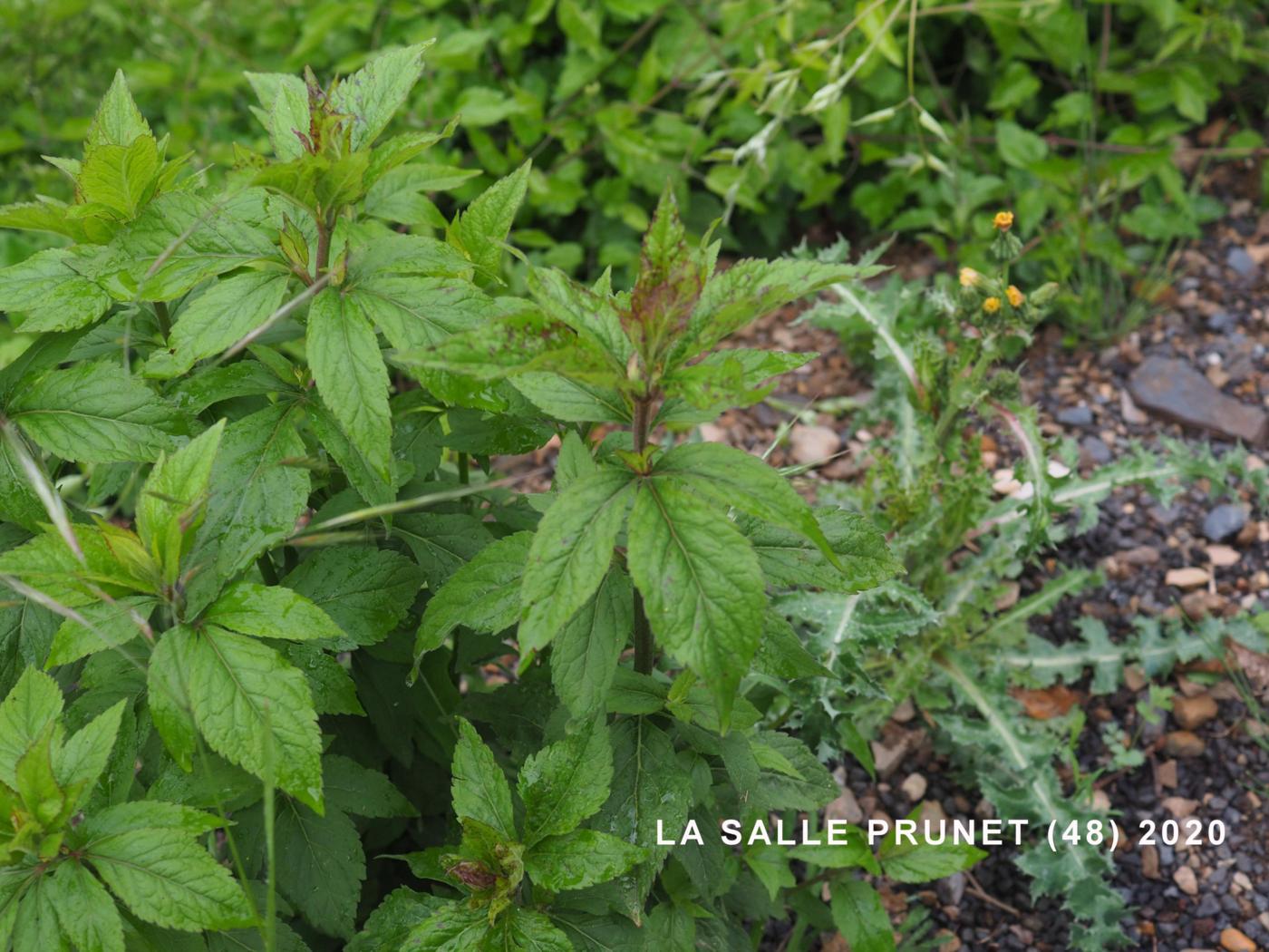 Hemp Agrimony leaf